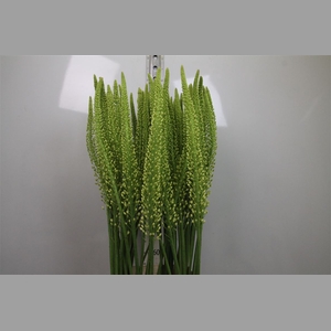 Eremurus Alaska