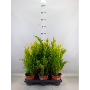 Asparagus setaceus 'Pyramidalis'