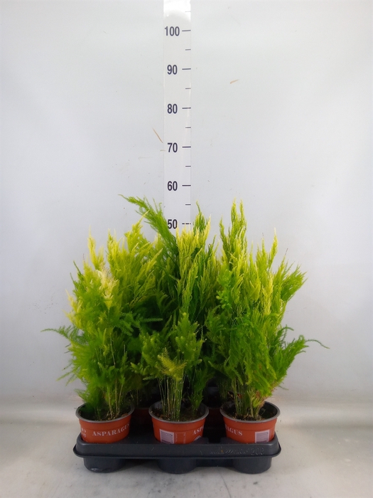 <h4>Asparagus setaceus 'Pyramidalis'</h4>