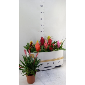 Bromelia   ...mix 10