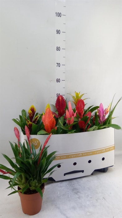 <h4>Bromelia   ...mix 10</h4>