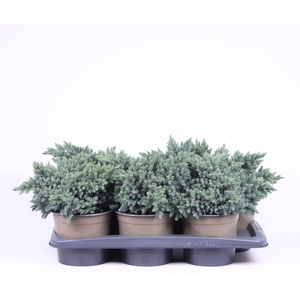 Juniperus squamata Blue Star