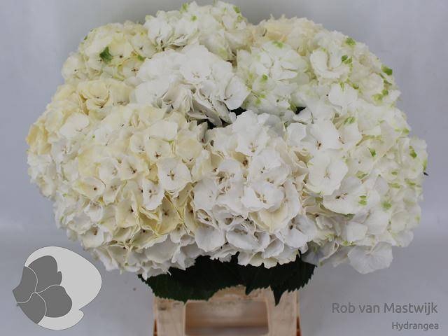 <h4>HYDR M CH WHI VERENA</h4>