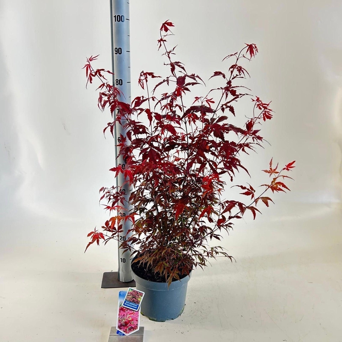 <h4>Acer palmatum Atropurpureum</h4>