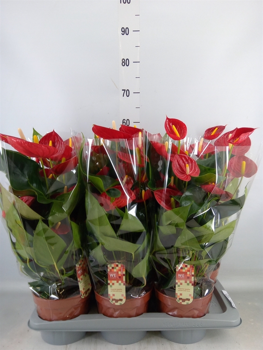<h4>Anthurium andr. 'Tremendo'</h4>