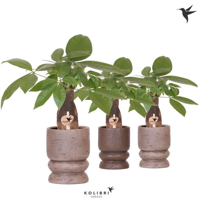 <h4>Kolibri Greens Pachira in Vintage pot mix</h4>