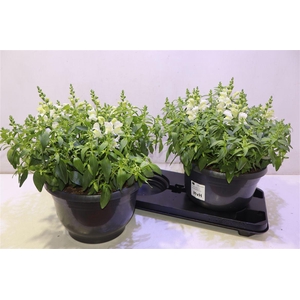 Antirr Sult White