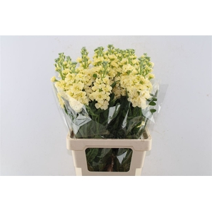 Matth Iron Yellow