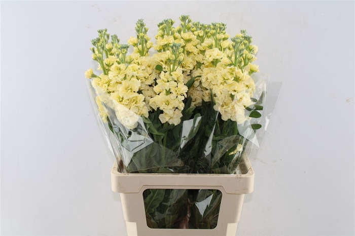 <h4>Matth Iron Yellow</h4>