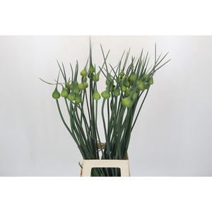Allium Kenton