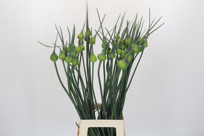 <h4>Allium Kenton</h4>