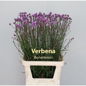 VERBENA HAS P SPIRES