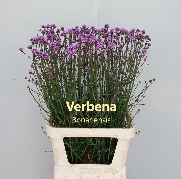 <h4>VERBENA HAS P SPIRES</h4>