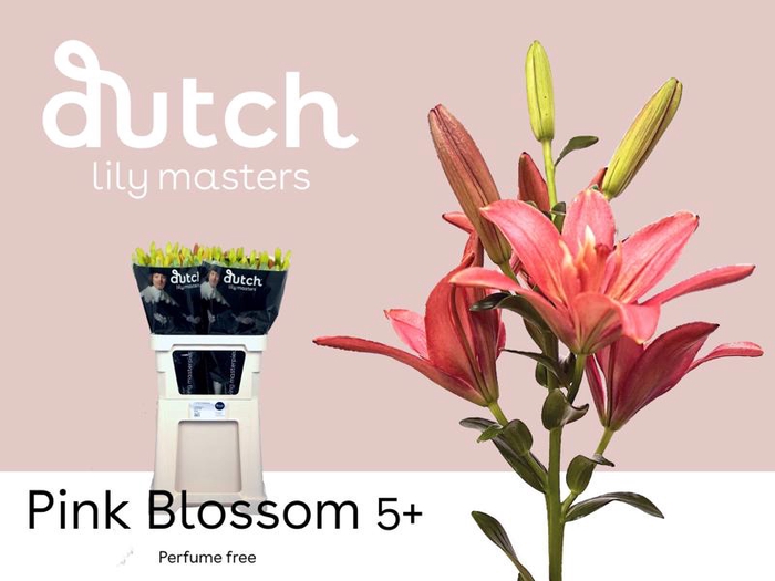 <h4>Li As Pink Blossom 5+ Lily Masters</h4>