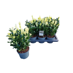 Euonymus japon. 'Himalaya'