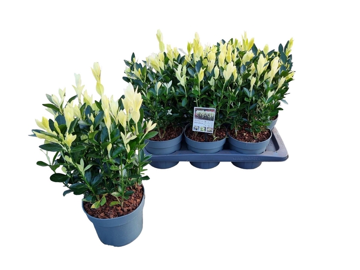 <h4>Euonymus japon. 'Himalaya'</h4>