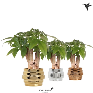 Kolibri Greens Pachira in Allure shiny pot mix