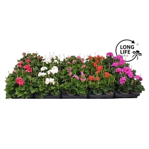 Pelargonium Peltatum Mix