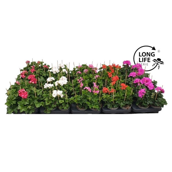 <h4>Pelargonium Peltatum Mix</h4>
