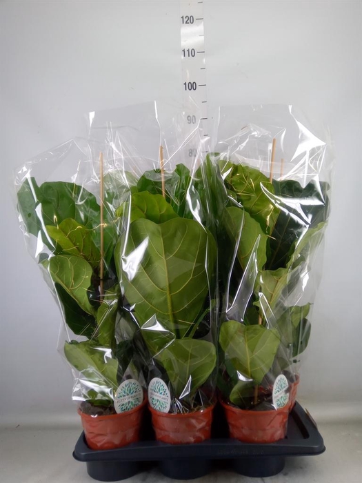 <h4>Ficus lyrata</h4>
