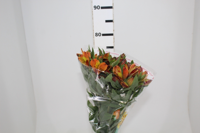 <h4>ALSTROEMERIA COCKTAIL 080 CM</h4>