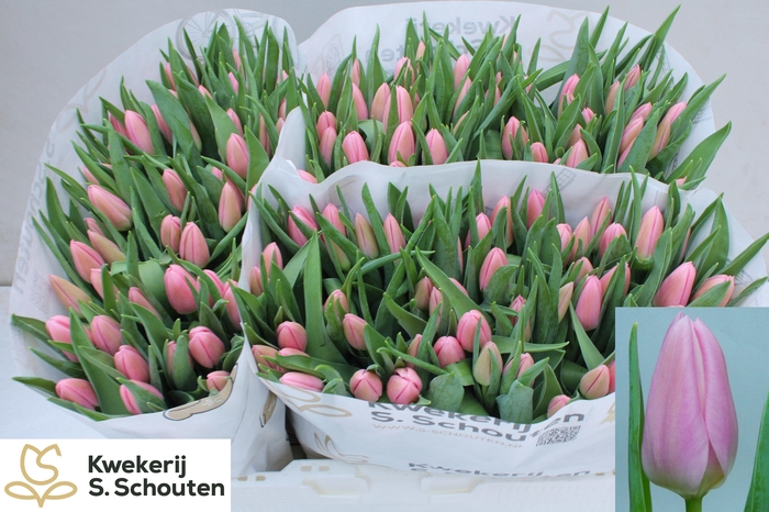 <h4>TU EN MATCHMAKER</h4>