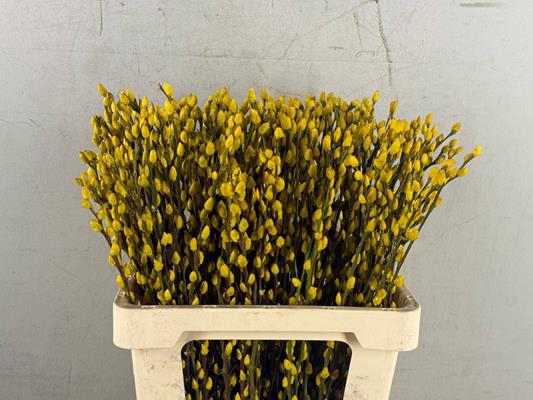 <h4>Salix Snowflake 60cm Yellow</h4>