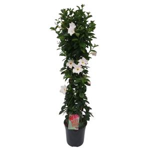 Sundaville (Dipladenia) wit P24 piramide