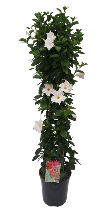 <h4>Sundaville (Dipladenia) wit P24 piramide</h4>