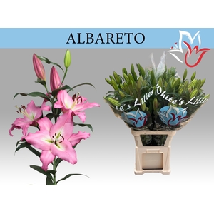 LI OT ALBARETO
