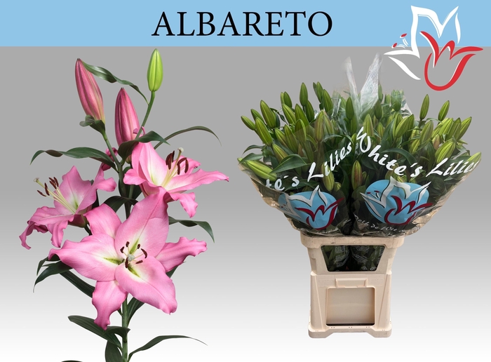 <h4>LI OT ALBARETO</h4>