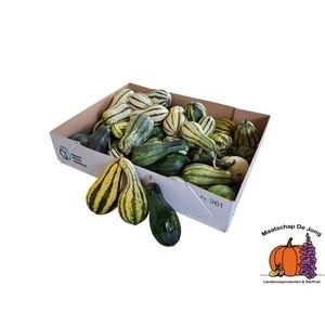 <h4>CUC PEAR BICOLOR</h4>