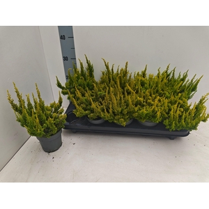 Callu Skyline Gem A2