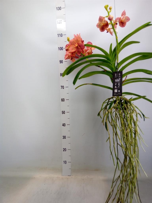 <h4>Vanda hybrids</h4>