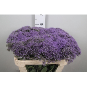 Trach Bl Lake Michig