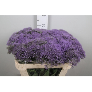 Trach Bl Lake Michig