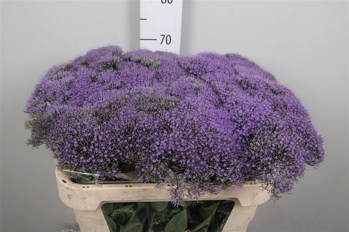 <h4>Trach Bl Lake Michig</h4>