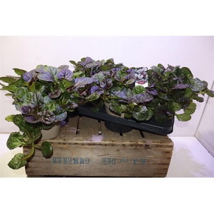 Ajuga Rept