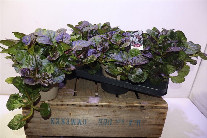 <h4>Ajuga Rept</h4>