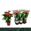 Anthurium Andreanum Grp gemengd 3 kleuren