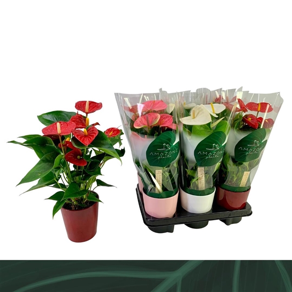 <h4>Anthurium Andreanum Grp gemengd 3 kleuren</h4>