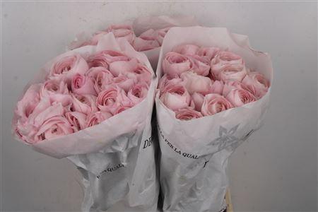 <h4>Ran Su Blush</h4>