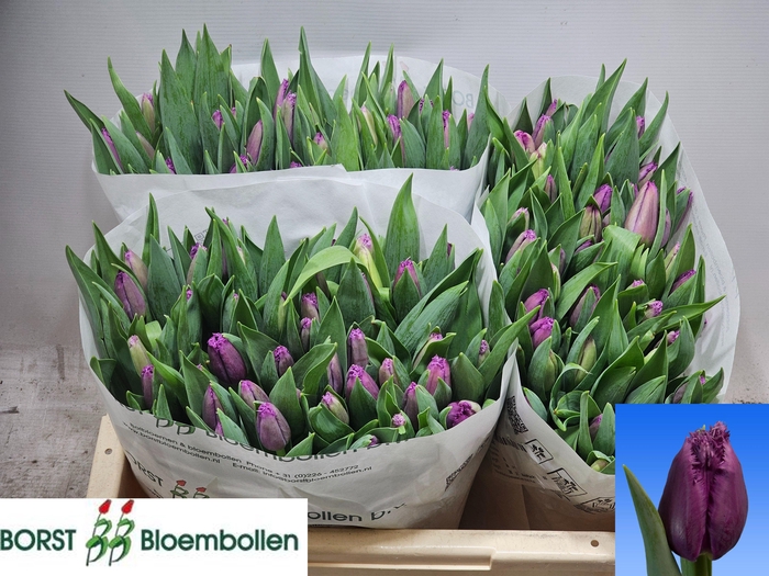 <h4>TU FR SAN LUIZ</h4>