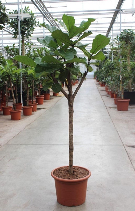 Ficus lyrata