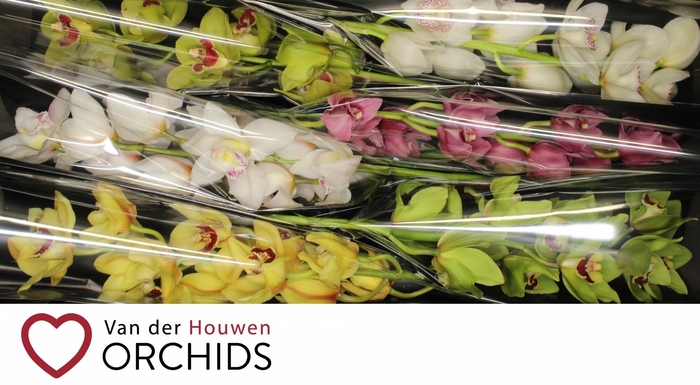 <h4>70 cm gemengd</h4>