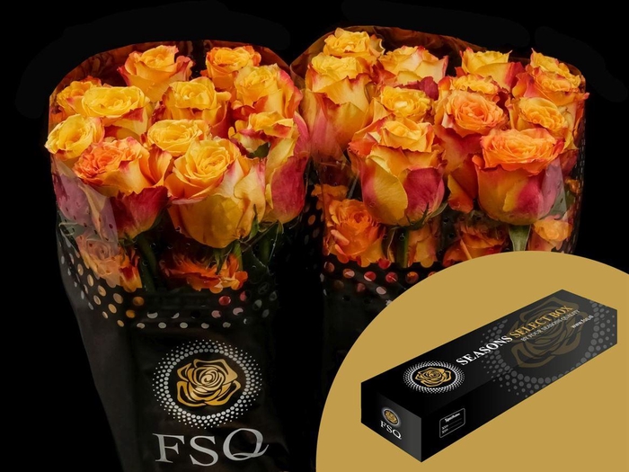 <h4>R GR Silantoi Box</h4>