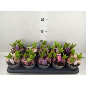 Hyacinthus orie. 'Pearl'  ...mix  3