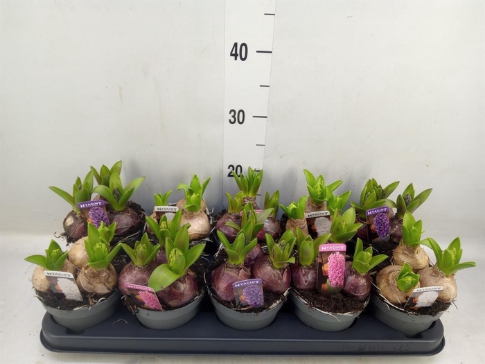 <h4>Hyacinthus orie. 'Pearl' ...mix 3</h4>