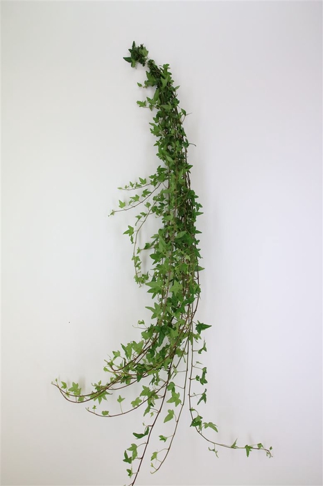 <h4>Hedera Groen (hollands)</h4>