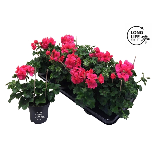 <h4>LongLife Peltatum Double Pink</h4>